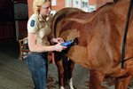 Thermoregulation beim Pferd: Decke rauf, ja oder nein?